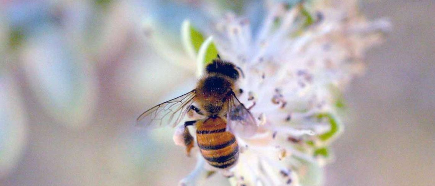 Πισίνα και Μέλισσες. Μια ζωογόνος ύπαρξη αλλά ενοχλητική για τη πισίνα